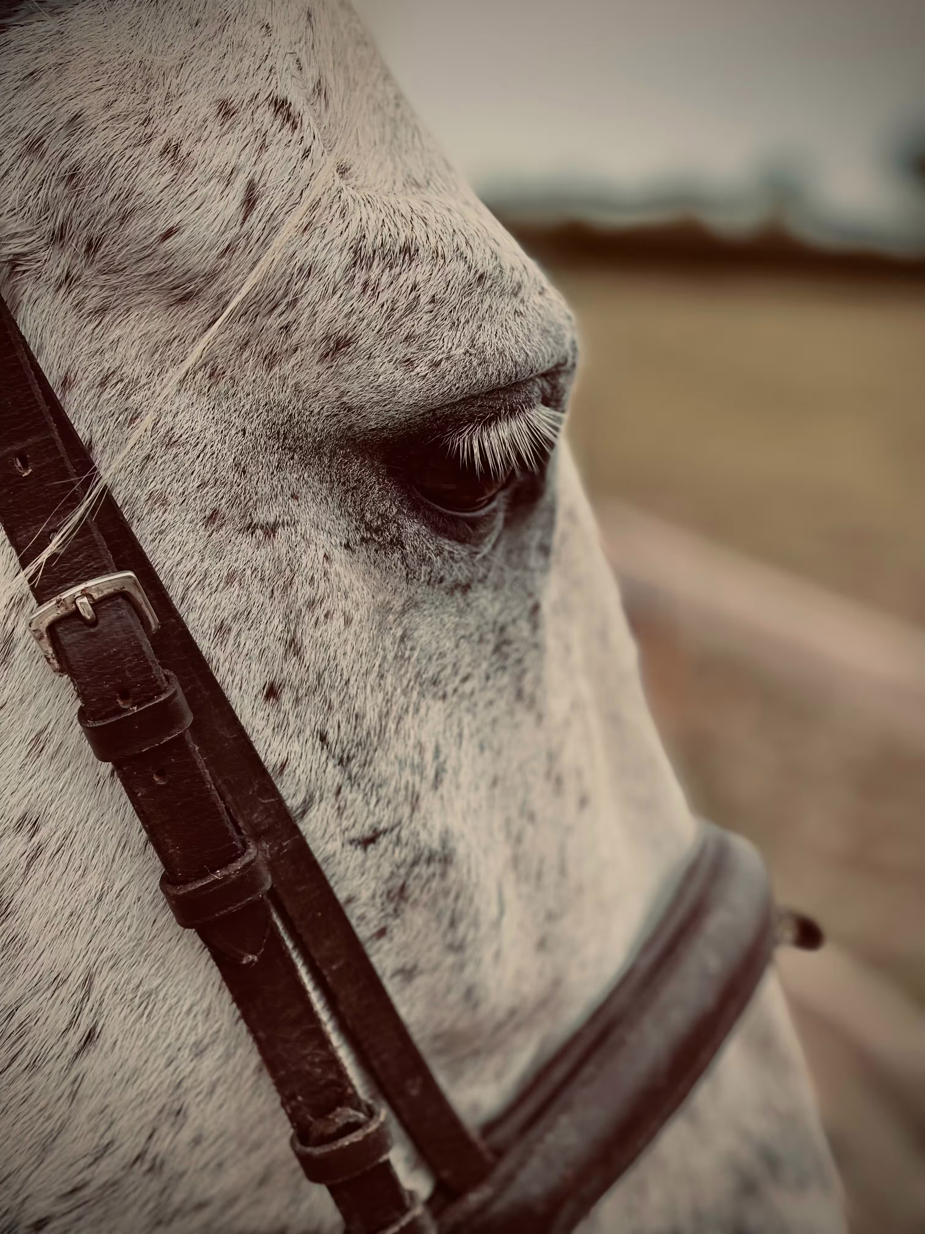 Horse Close-Up